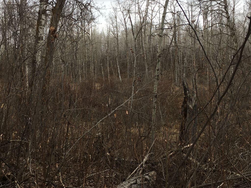 Depressional area in aspen forest in Sherwood Park Natural Area as it appeared on 2021.04.18 (PCotterill)