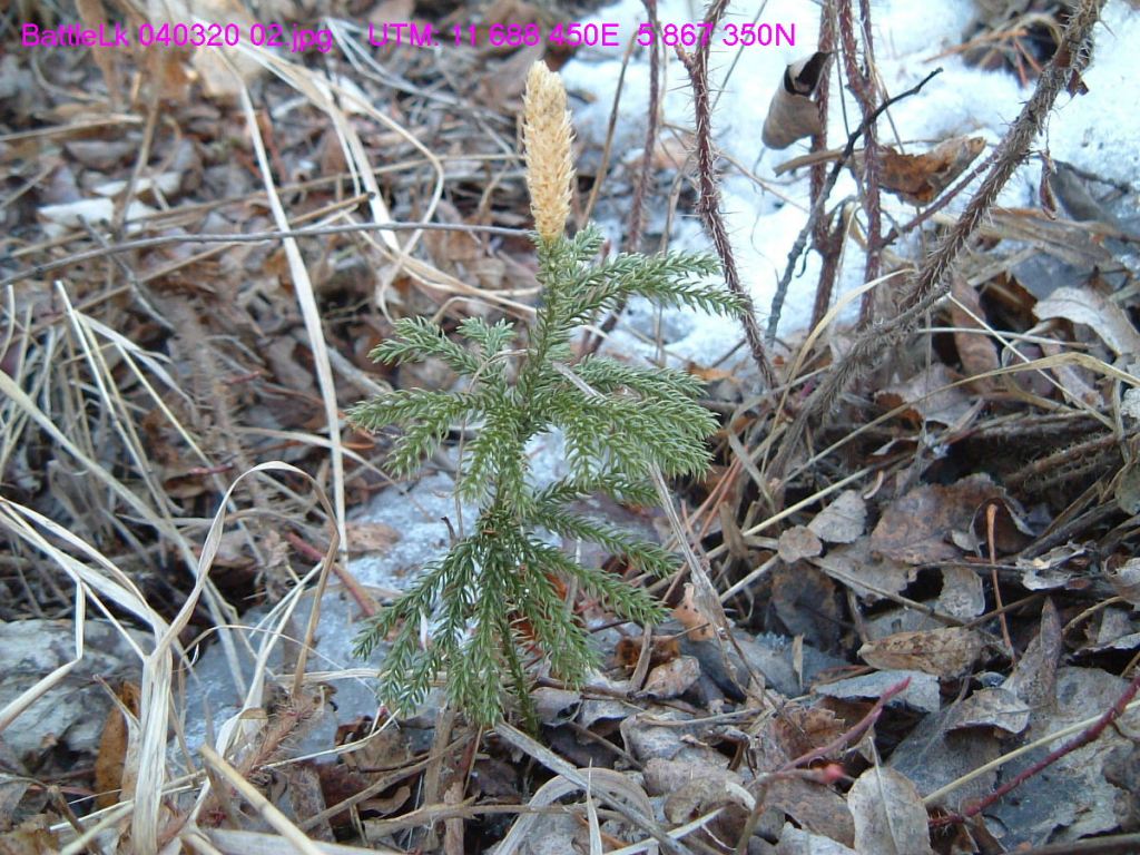 A new club moss emerging from the winter snows, March 20, 2004 (TBlake)