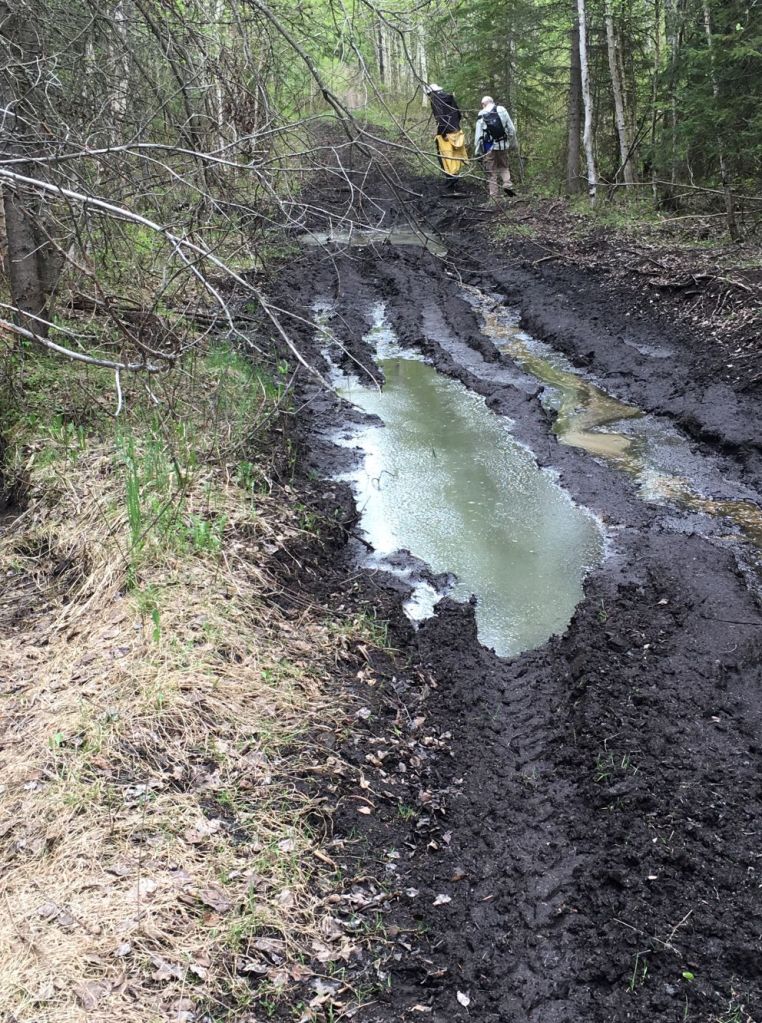 Trail to Kilini Creek damaged by winter snowmobile use-2017-05-19-(PCotterill)