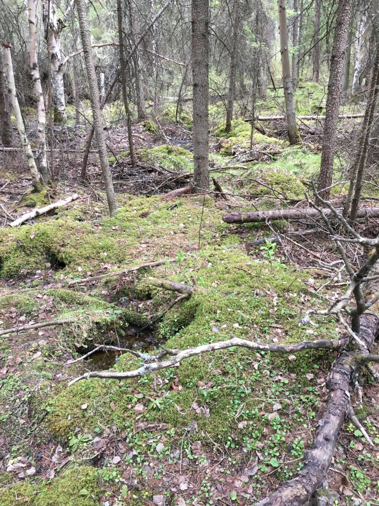 Lowland forest of spruce and birch in Kilini Creek Natural Area-2017-05-19-(PCotterill)